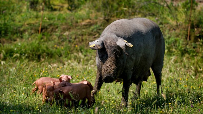 Fuente: Agriculturas Diversas. Finca La Encomienda