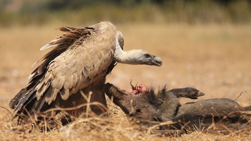 Un buitre se alimenta del cadáver de un jabalí