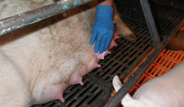 Foto 2. Toma de muestras de la piel de la ubre con toallitas para detectar gripe en granjas de cerdas.
