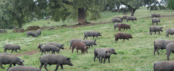 Cerdos ibéricos en dehesa