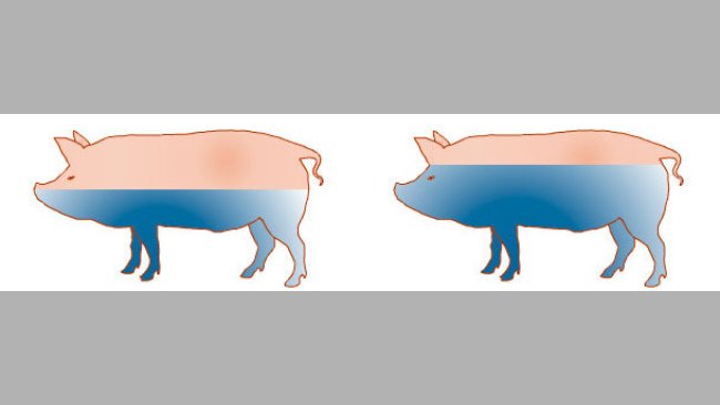 Agua, el elemento imprescindible