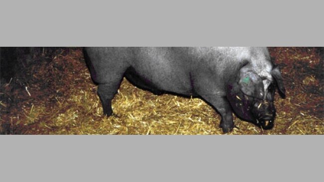 Cerdo ibérico de la estirpe Guadyerbas