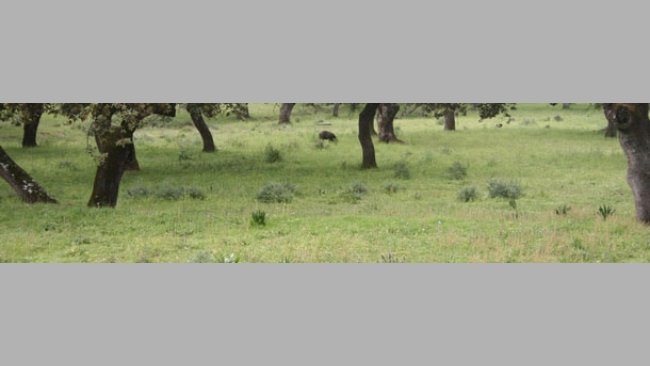 Efecto de la ingestión de hierba sobre la digestibilidad ileal de aminoácidos en el cerdo ibérico en montanera