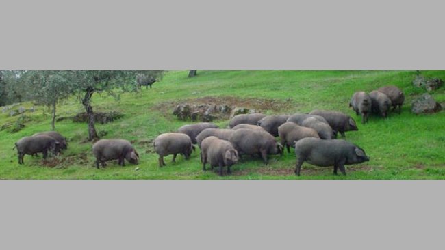 Cerdos ibéricos en dehesa