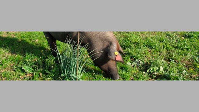 Proyecto sobre inmunocastración de machos de cerdo Ibérico