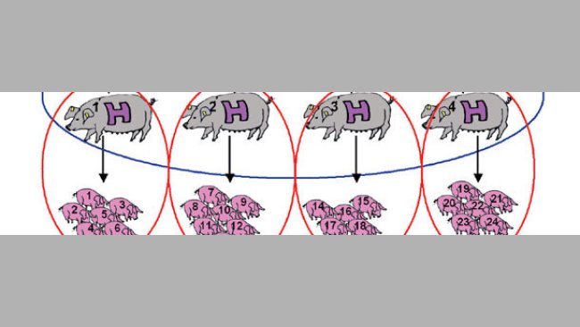 Nueva reglamentación del Libro Genealógico