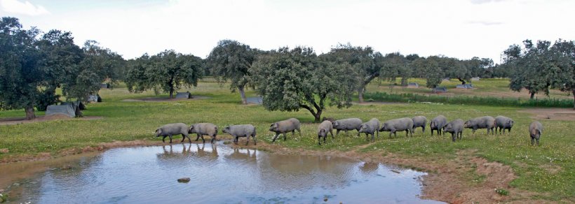 La finca I+D+i La Cocosa, como potencial gen&eacute;tico
