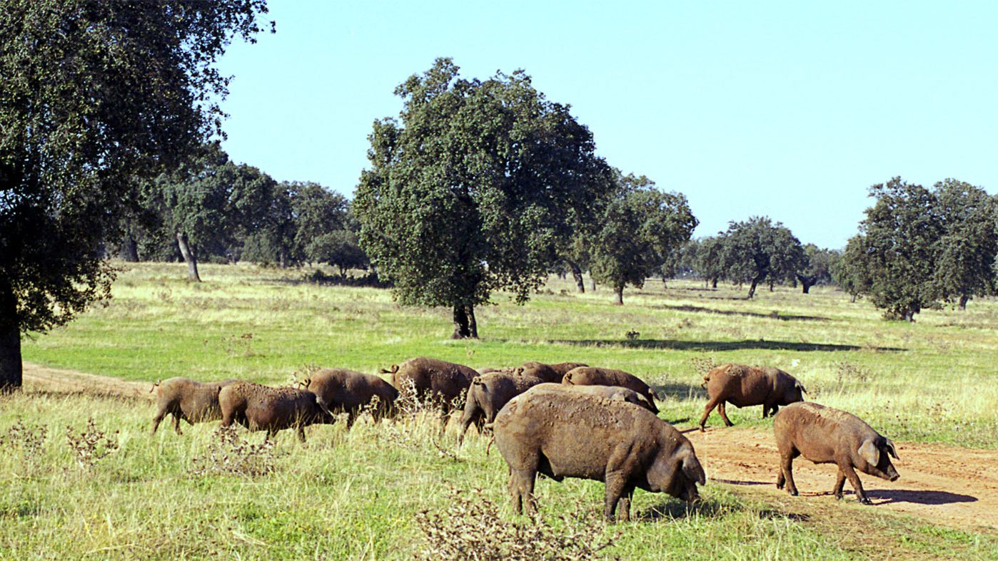 Sacrificio Faenado Y Despiece De Animales Diputacion De Badajoz Noticias De Empresa 3tres3 La Pagina Del Cerdo