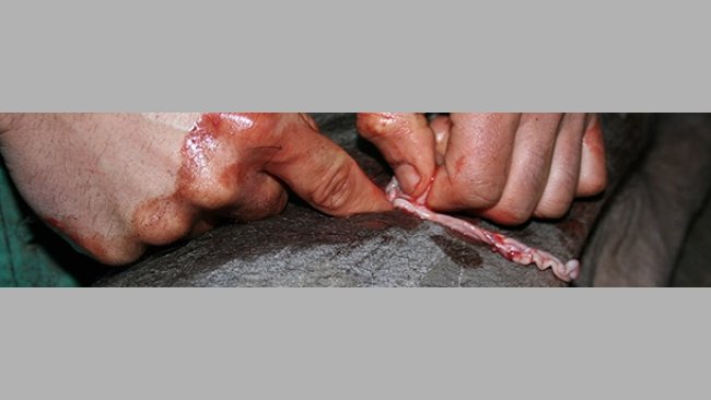 Castración de hembra ibérica