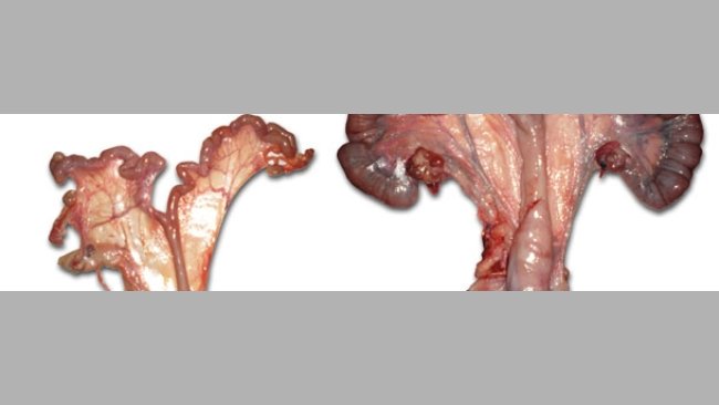 Útero cerda Improvac y de cerda ibérica entera