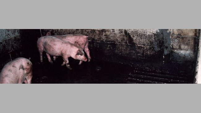 201004_habito-excretor-localizado