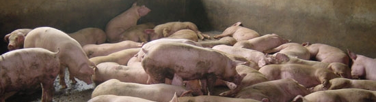 20100714_sobredensificacion