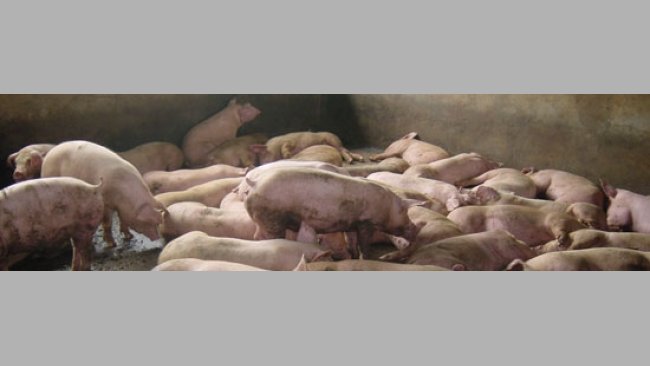 20100714_sobredensificacion