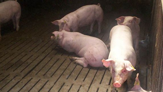 Cerdos de engorde
