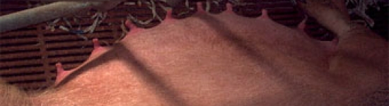 Gl&aacute;ndulas mamarias de una cerda