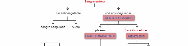 Esquema del procesamiento de la sangre