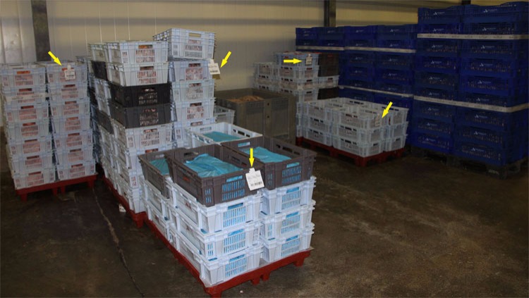 Foto 2. Etiquetas (flechas amarillas) con la trazabilidad de&nbsp;las piezas de carne de cerdo refrigerada tras el despiece de las canales.
