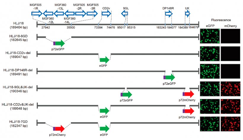 Figura&nbsp;1. Generaci&oacute;n y evaluaci&oacute;n de la virulencia de diferentes virus de la peste porcina africana con genes eliminados. Representaci&oacute;n esquem&aacute;tica de&nbsp;genes&nbsp;y regiones&nbsp;eliminados en cada virus de la PPA&nbsp;con genes eliminados. Los segmentos de los genes&nbsp;eliminados&nbsp;se reemplazaron con los genes marcadores&nbsp;p72eGFP, eGFP, o&nbsp;p72mCherry. A la derecha del esquema se muestran los macr&oacute;fagos alveolares porcinos primarios infectados con el virus que expresan diferente fluorescencia. Se especifican las posiciones de nucle&oacute;tidos que indican los l&iacute;mites de la deleci&oacute;n relativos al genoma del virus de la PPA HLJ/18.
