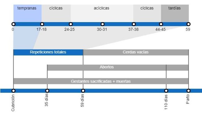 Tipos de pérdidas de gestación que repercuten en una menor tasa de partos, con el detalle de los distintos tipos de repeticiones según en el momento en que se producen.