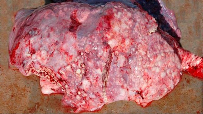 Figura 5: Neumonía embólica causada por T. pyogenes.