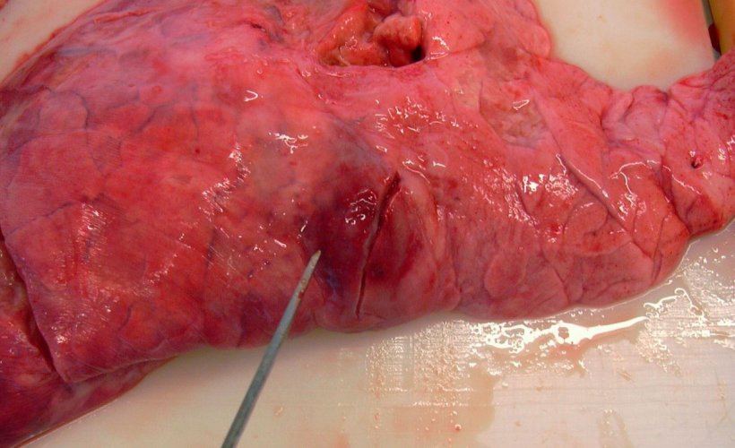 Figura 3: Lesiones en l&oacute;bulo caudal producidas por A. pleuropneumoniae.
