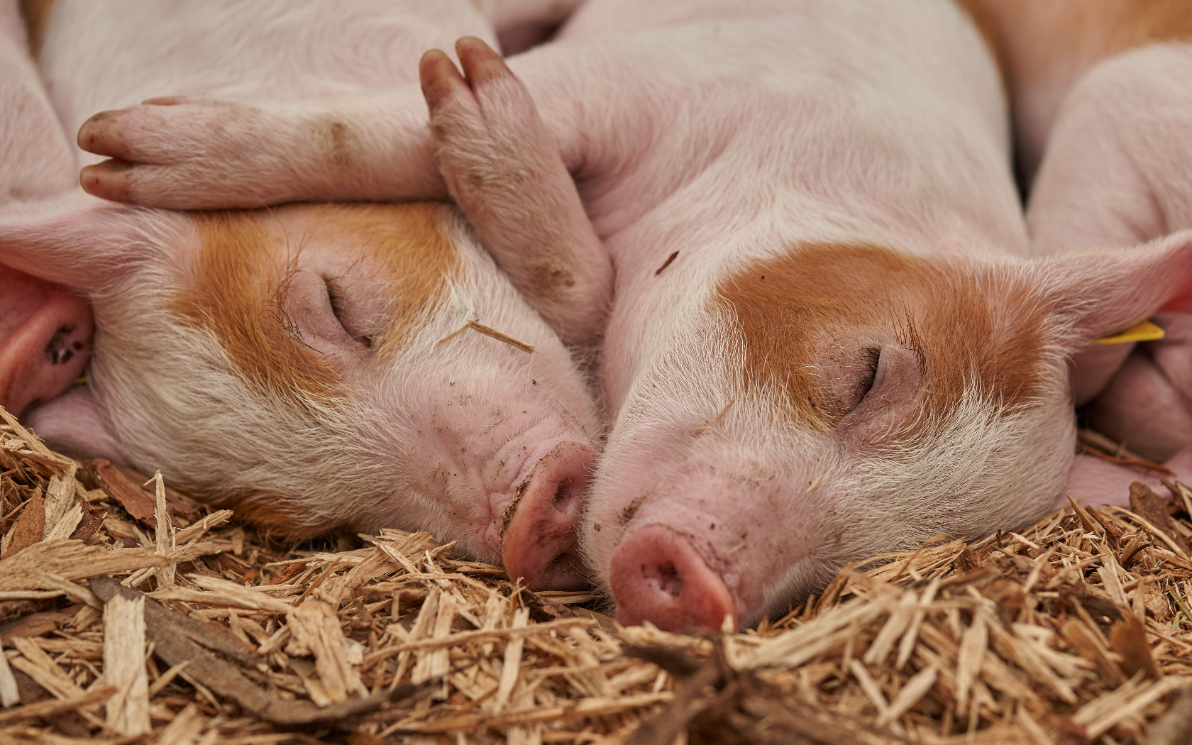 China: crecimiento constante de la producción porcina en marzo