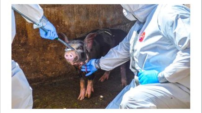 enfermedades porcinas