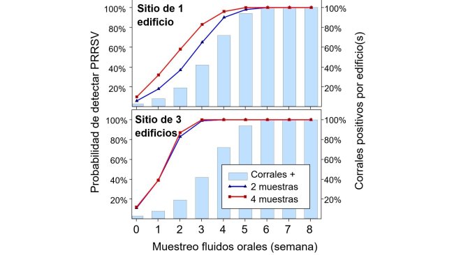 Figura 1. Detección de PRRSV usando muestreo fijo espacial. Probabilidad de detectar ≥ 1 muestra positiva a PRRSV como función del número de muestras tomadas por nave (2 o 4) y el número de corrales muestreados por granja (1 o 3). Nota que la probabilidad de detección incrementa geométricamente con el número de cuerdas y naves muestreadas. Datos de Rotolo et al., (2017).