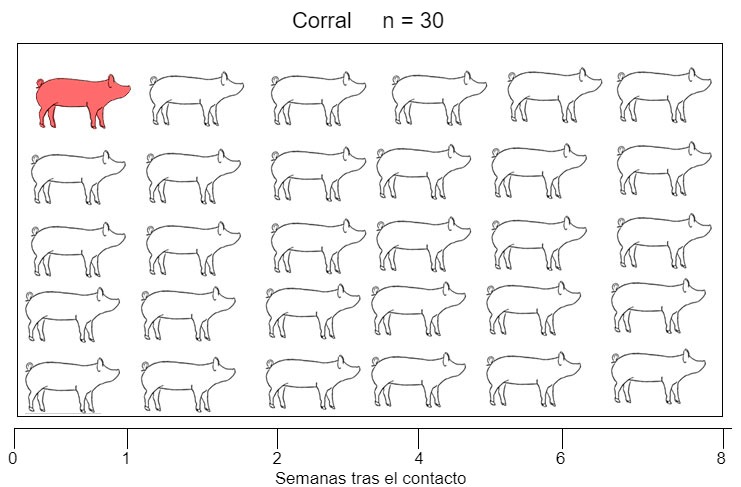 Figura 1. Se utiliz&oacute; un modelo de infecci&oacute;n natural para evaluar la detecci&oacute;n de Mycoplasma hyopneumoniae despu&eacute;s del contacto con una primeriza infecciosa. Eje X: semanas posteriores al contacto. Las muestras se recolectaron en primerizas desde el d&iacute;a 0 hasta las 8 semanas posteriores al contacto.
