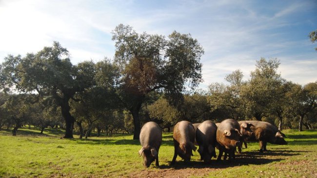 porcino ibérico