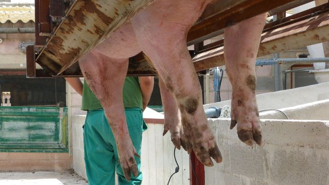 Foto 2: Recorte de pezuñas.