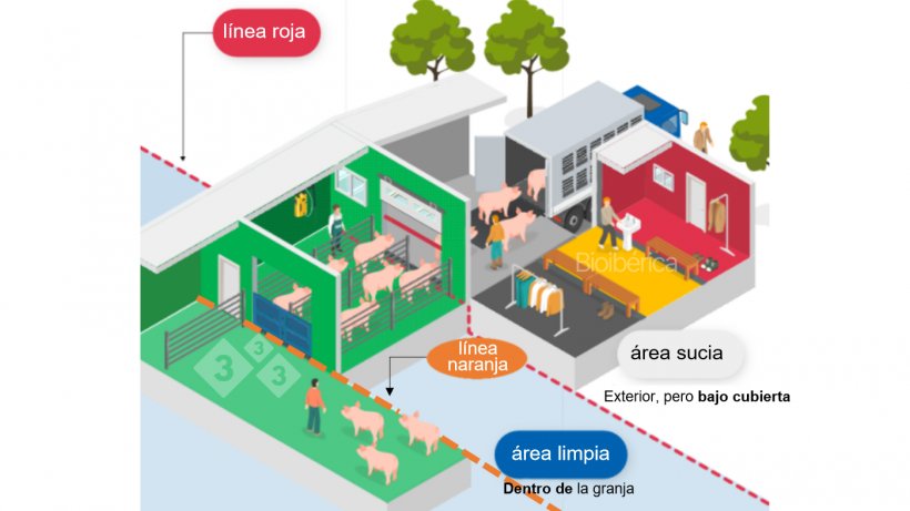 Imagen 1. Cargador dise&ntilde;ado para la carga de cerdos a un cami&oacute;n. Se ha creado una doble l&iacute;nea de separaci&oacute;n (l&iacute;nea discontinua roja y naranja) entre las zonas limpias y sucias para mejorar la bioseguridad de este proceso. Imagen cortes&iacute;a de Bioiberica.
