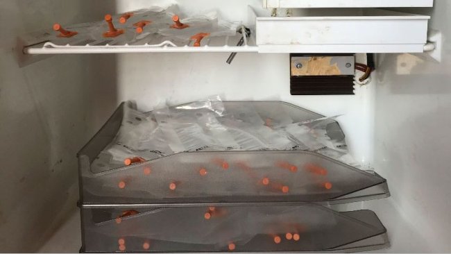 Foto 1. Colocación de las dosis en bandejas dispuestas una encima de otra con el fin de evitar la sedimentación inadecuada de los espermatozoides y facilitar el movimiento periódico de estas para su homogeneización.