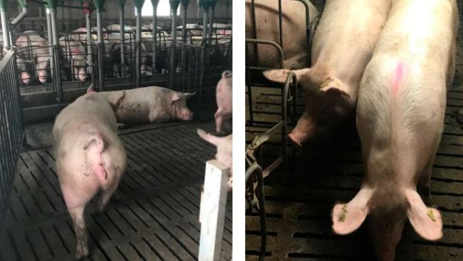 Foto 1. Movimiento de cerdas a los 35 días de gest