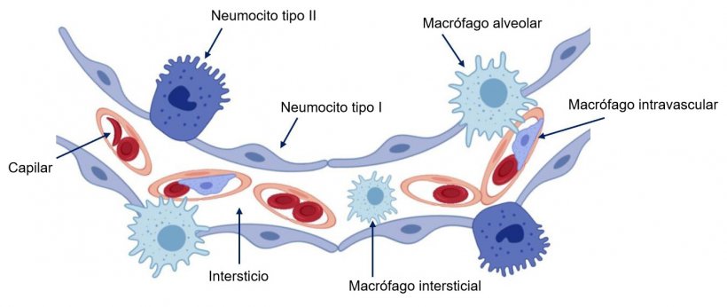 Esquema de la pared del alveolo pulmonar.