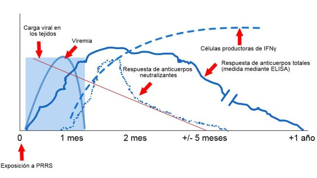 Esquema de detección de virus y anticuerpos después de la exposición al PRRS: El siguiente gráfico muestra los cambios en la concentración (eje Y) a lo largo del tiempo (eje X) de los diferentes analitos utilizados en los ensayos. Después de la exposición al virus del PRRS, aparece virus en la sangre (viremia) que suele durar entre 2 y 4 semanas, dependiendo de la edad y el estado inmunológico del cerdo. La seroconversión (detección de anticuerpos) suele ocurrir entre 7 y 10 días después de la exposición y dura varios meses antes de volverse seronegativa. Los anticuerpos neutralizantes aparecen entre 4 y 6 semanas después de la exposición (López y Osorio, 2004).