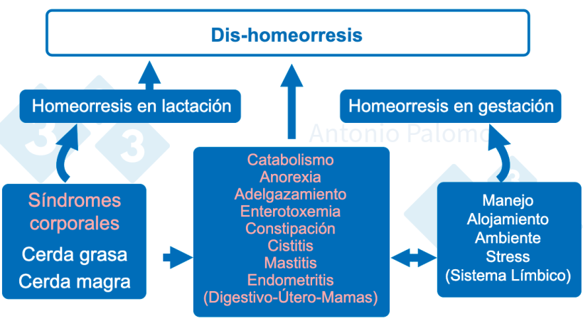 Figura 1. Trastornos metabólicos en las reproductoras. Patofisiología del post-parto, 2015. (Palomo, 2015).