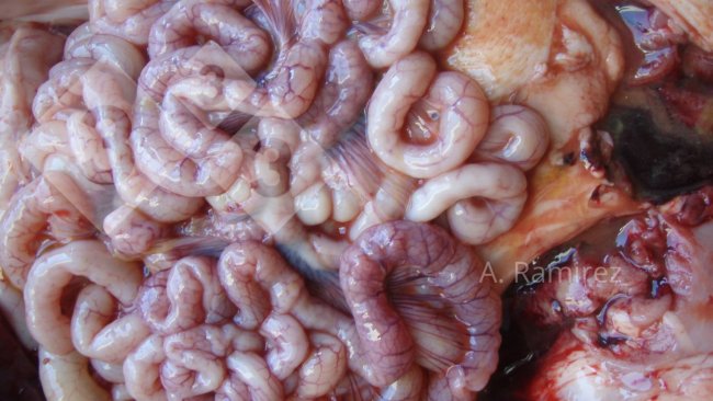 Imagen 2. Intestino delgado ligeramente ondulado (debido al engrosamiento de la pared intestinal) que sugiere una ileitis leve a moderadamente crónica y sin complicaciones. Si abriéramos los intestinos, el engrosamiento y la ondulación se volverían más evidentes.