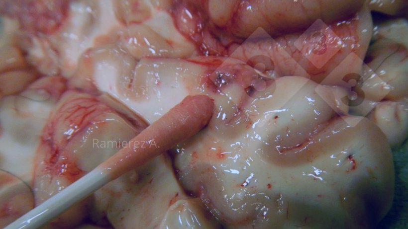 Figura 3.&nbsp;Recogida de muestra de la superficie ventral del cerebro con un hisopo.
