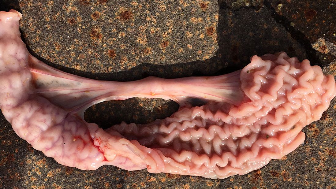 Figura 8A. Coinfecci&oacute;n por Salmonella cholerasuis y Lawsonia intracelularis en animales en transici&oacute;n.
