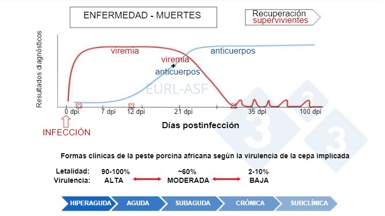 Figura 1. Esquema de la detecci&oacute;n de virus y anticuerpos, as&iacute; como la variabilidad en la virulencia de la cepa despu&eacute;s de la exposici&oacute;n a la PPA. Fuente: Laboratorio de referencia de la Uni&oacute;n Europea para la PPA.
