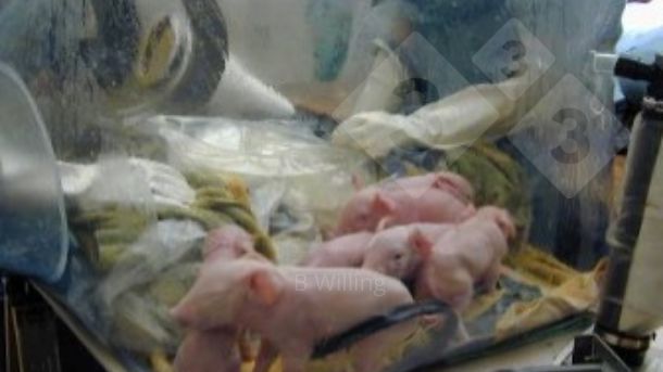 Figura 1. Producci&oacute;n de cerdos libres de g&eacute;rmenes.
