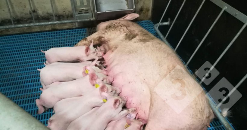 Figura 7. Corral de partos con la cerda libre.
