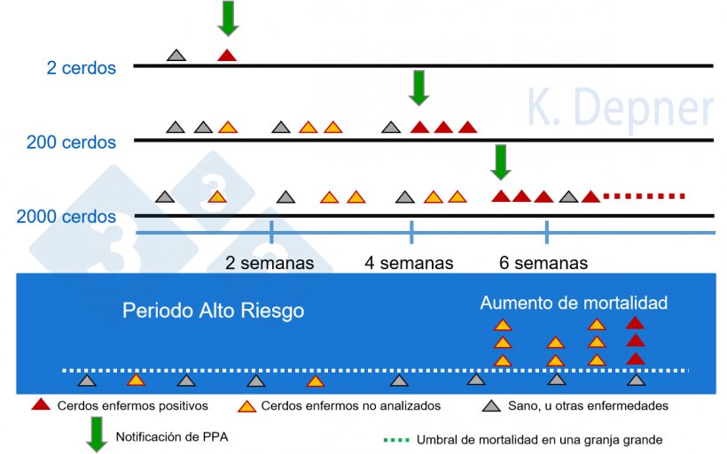 Figura 1. Periodo de alto riesgo y tama&ntilde;o de la granja​. En las peque&ntilde;as suele ser m&aacute;s f&aacute;cil la detecci&oacute;n temprana de PPA debido al reducido n&uacute;mero de animales, mientras que en las grandes los primeros animales enfermos o muertos pueden pasar desapercibidos.
