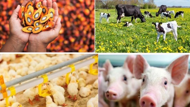 El uso de suplementos grasos para raciones de rumiantes, cerdos y aves es habitual para aumentar la concentración energética de la ración y mejorar los rendimientos productivos.