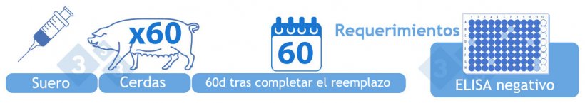 Negativa (IV). Testear suero mediante ELISA de 60 cerdas adultas 60 d&iacute;as despu&eacute;s de que el reemplazo de toda la granja se haya completado. Todos los resultados a nivel individual deben ser negativos. Alternativamente, la categor&iacute;a IV se puede alcanzar un a&ntilde;o despu&eacute;s del inicio de la categor&iacute;a III si no se han reportado muestras positivas mediante ELISA. Las granjas repobladas con animales negativos caen por defecto en esta categor&iacute;a siempre que los resultados de las pruebas diagn&oacute;sticas sean negativas.
