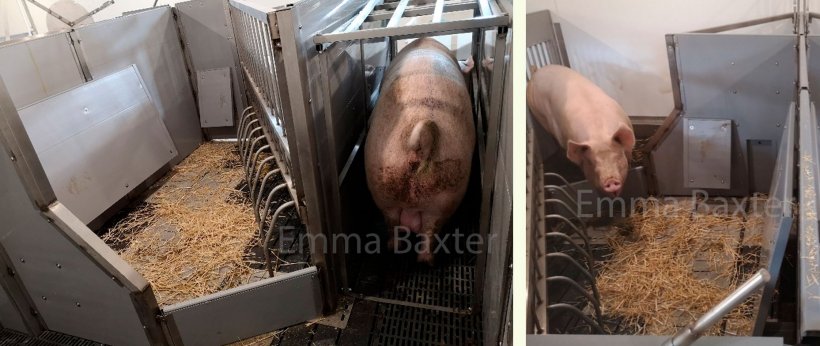 Foto 2. Un ejemplo de prototipos de este tipo de alojamiento (PIGSAFE). Fuente: Emma Baxter.
