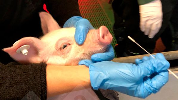 Imagen 1: Toma de muestras de un lech&oacute;n mediante hisopo nasal (izquierda). Hisopado nasal en un medio protector para el virus (derecha).
