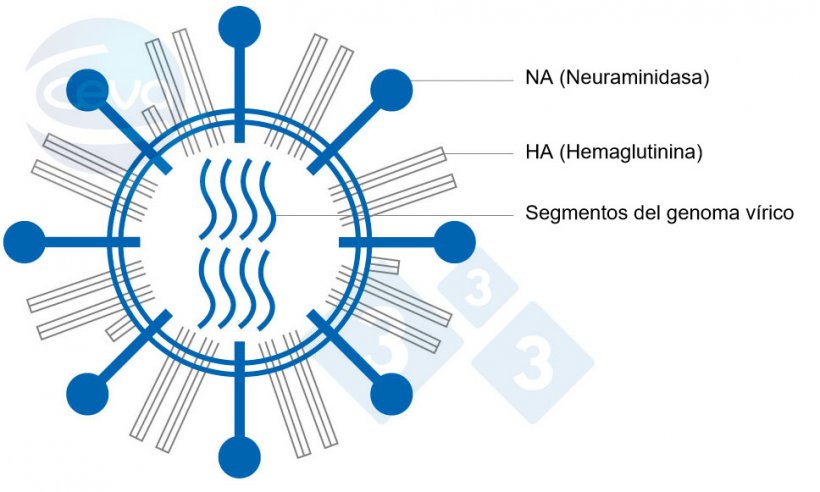 Figura 1. Representaci&oacute;n de un virus de la influenza A.
