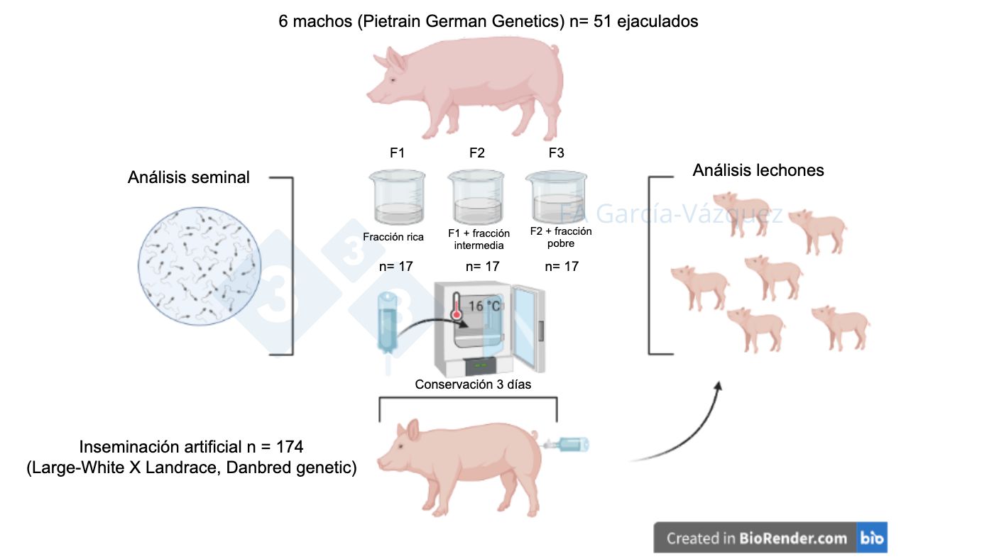 Figura 1. Resumen gr&aacute;fico del estudio.
